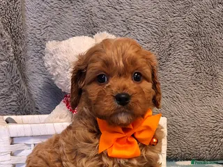 Cavapoo dogs Gorgeous F1 health tested Cavapoo pups - Advert 10