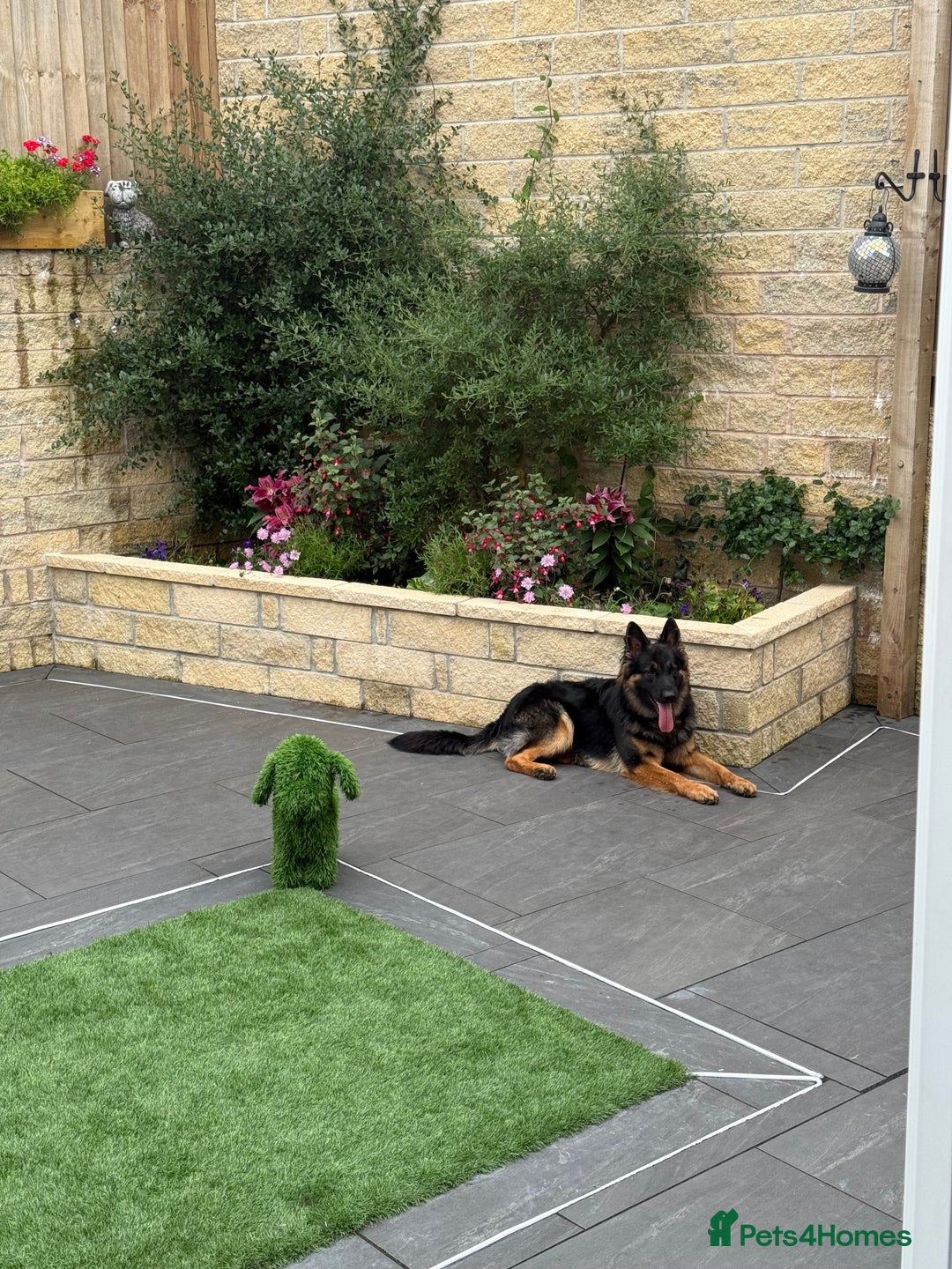 German Shepherd dogs for stud: Kc registered gsd for stud  - Image 5