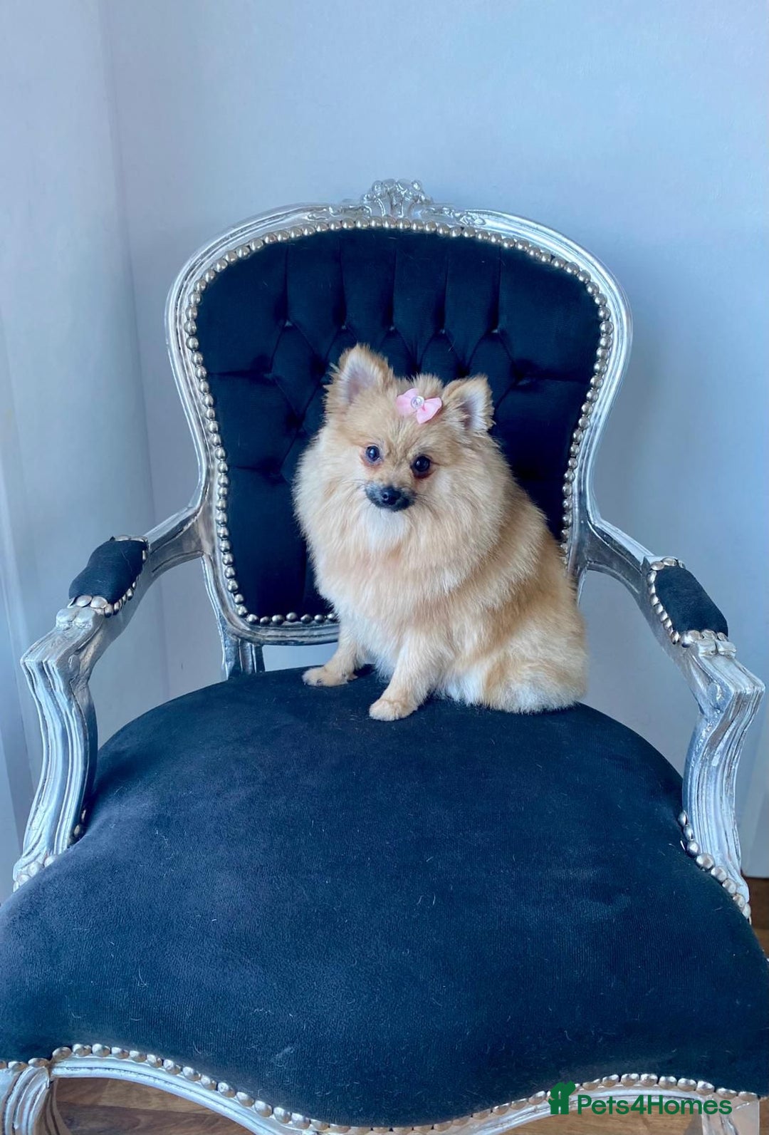 Pomeranian dogs for sale: Tiny female Pom  - Advert 2