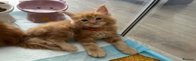 🧡Mr Orange🧡