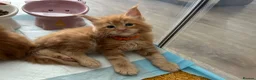 Maine Coon cats for sale: Stunning Red Kittens TICA reg  - Advert 10