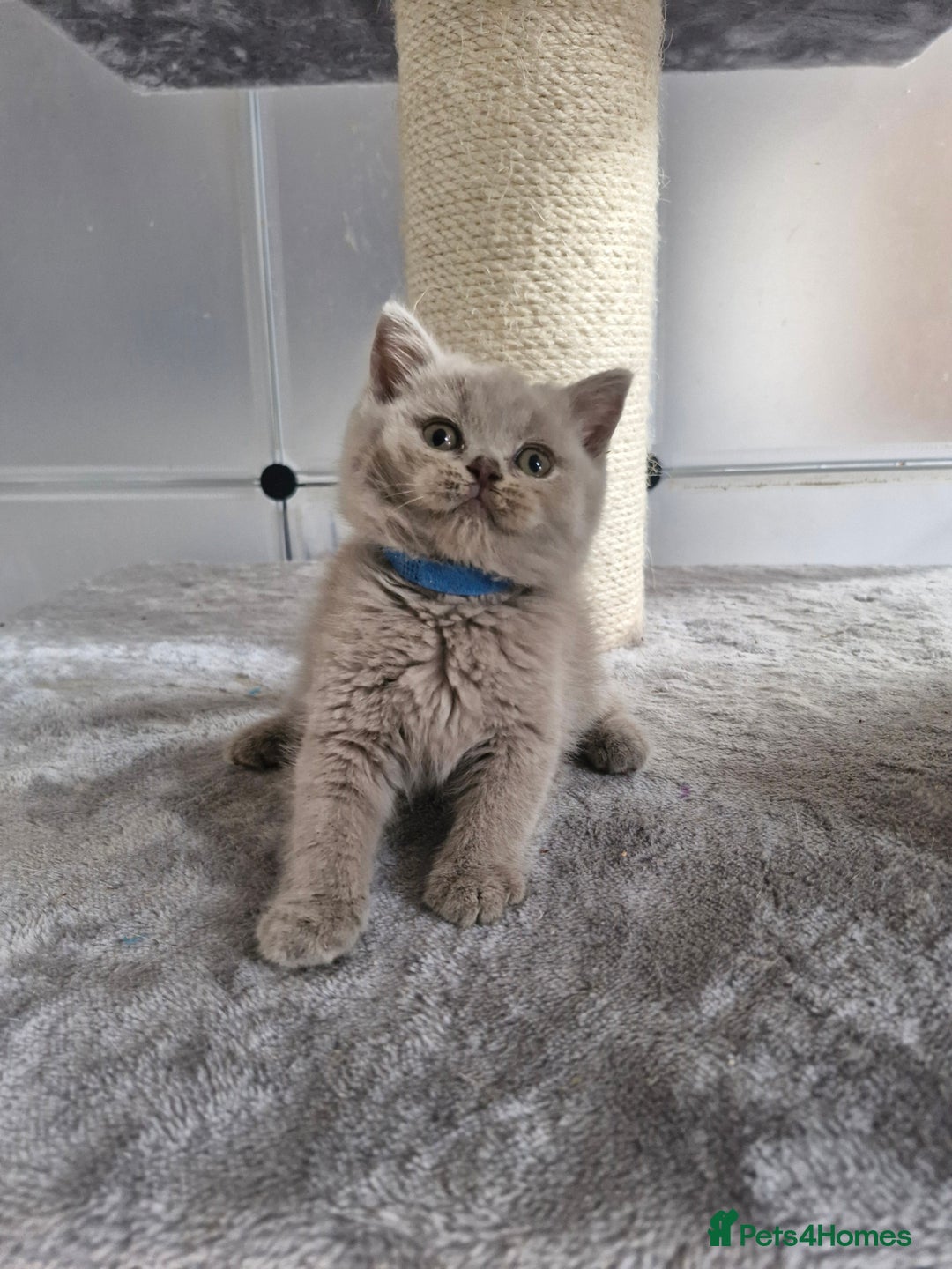 British Shorthair cats for sale: British shorthair and longhair - Image 4