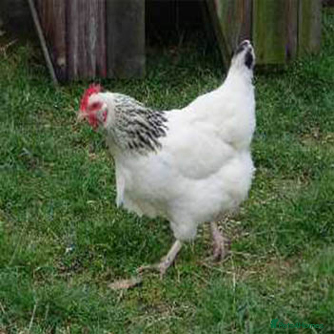 Chickens poultry for sale: Hybrid Hens for Sale - Image 11