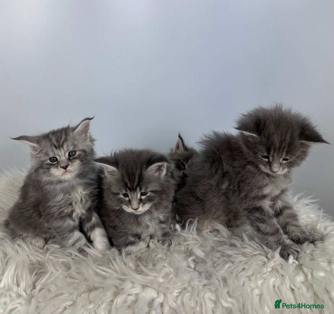 Maine Coon cats for sale: 6 Gorgeous Pure Breed Maine Coon Kittens - Advert 7
