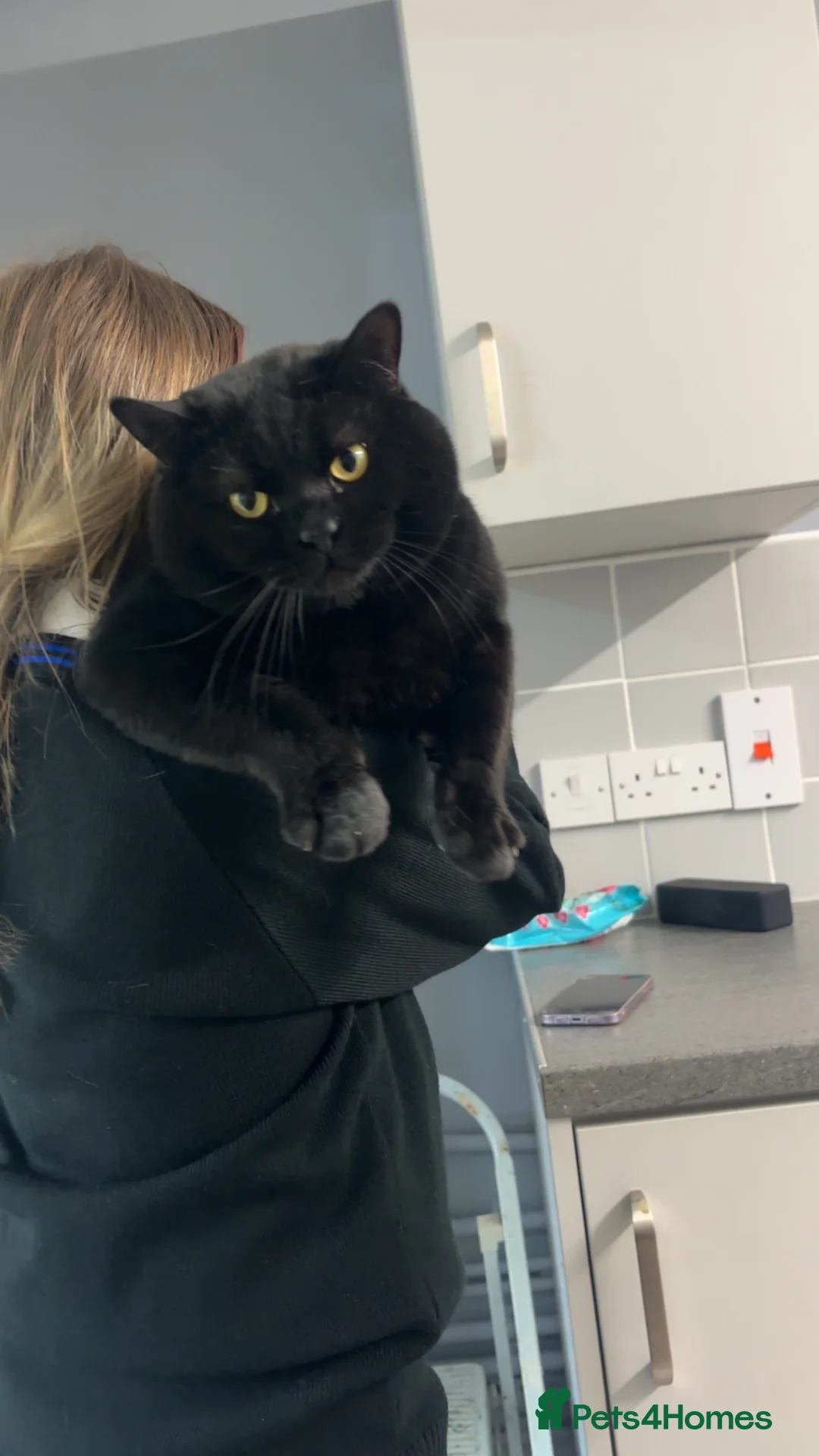 British Shorthair cats for sale: Beautiful chunky British short hair  in Sheffield - Advert 2