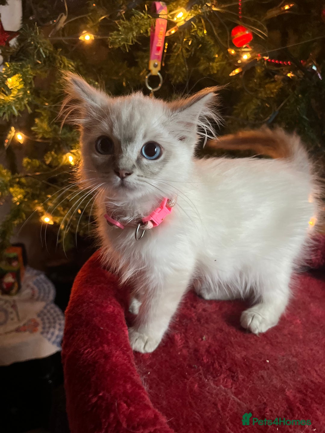 Ragdoll cats for sale: Gorgeous Tica ragdoll kittens ready now  - Advert 5