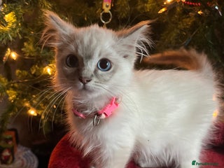 Ragdoll cats Gorgeous Tica ragdoll kittens - Advert 10