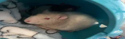 Rat rodents for sale: 5 lovely Rats  - Advert 5