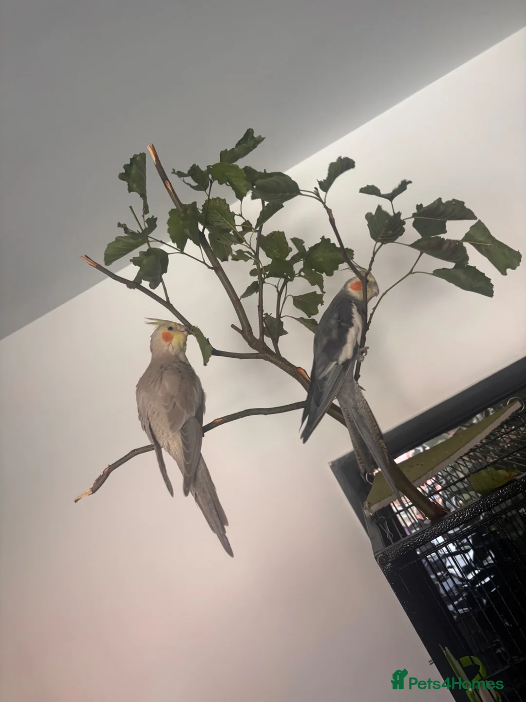 Cockatiels birds for sale: 2x Male Cockatiel for sale  - Advert 2