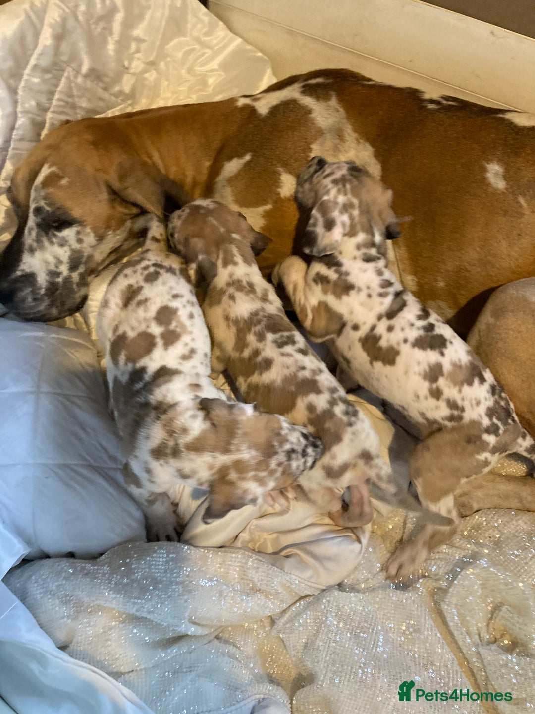 Great Dane dogs for sale: Harlequin pups  - Image 2