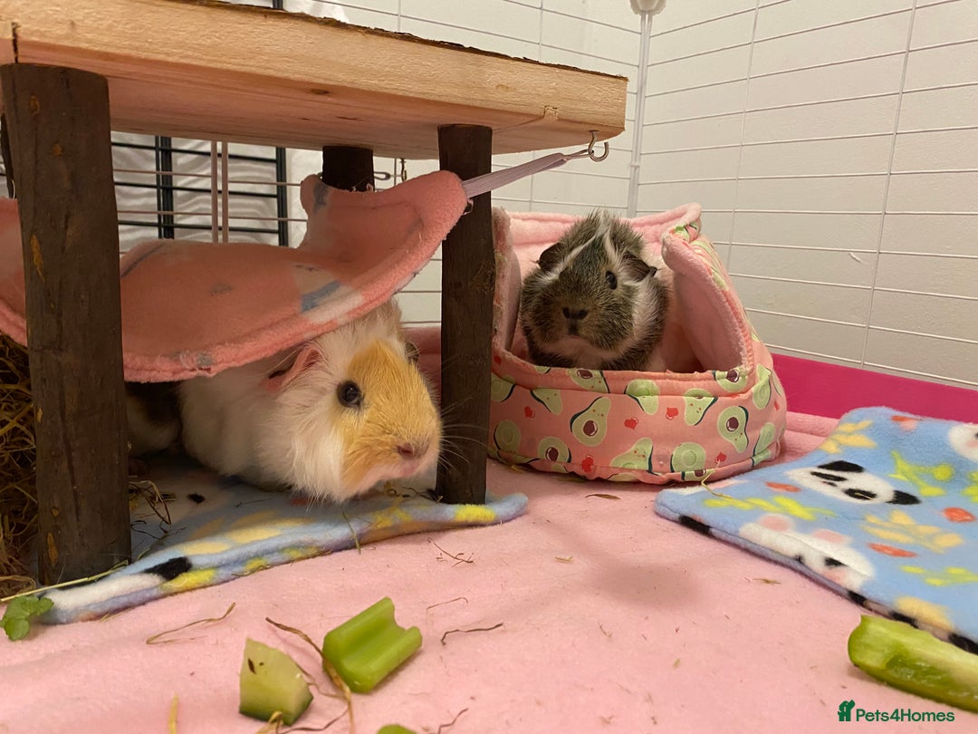 Guinea Pig rodents for sale: Two lovely boars with complete set up - Image 12
