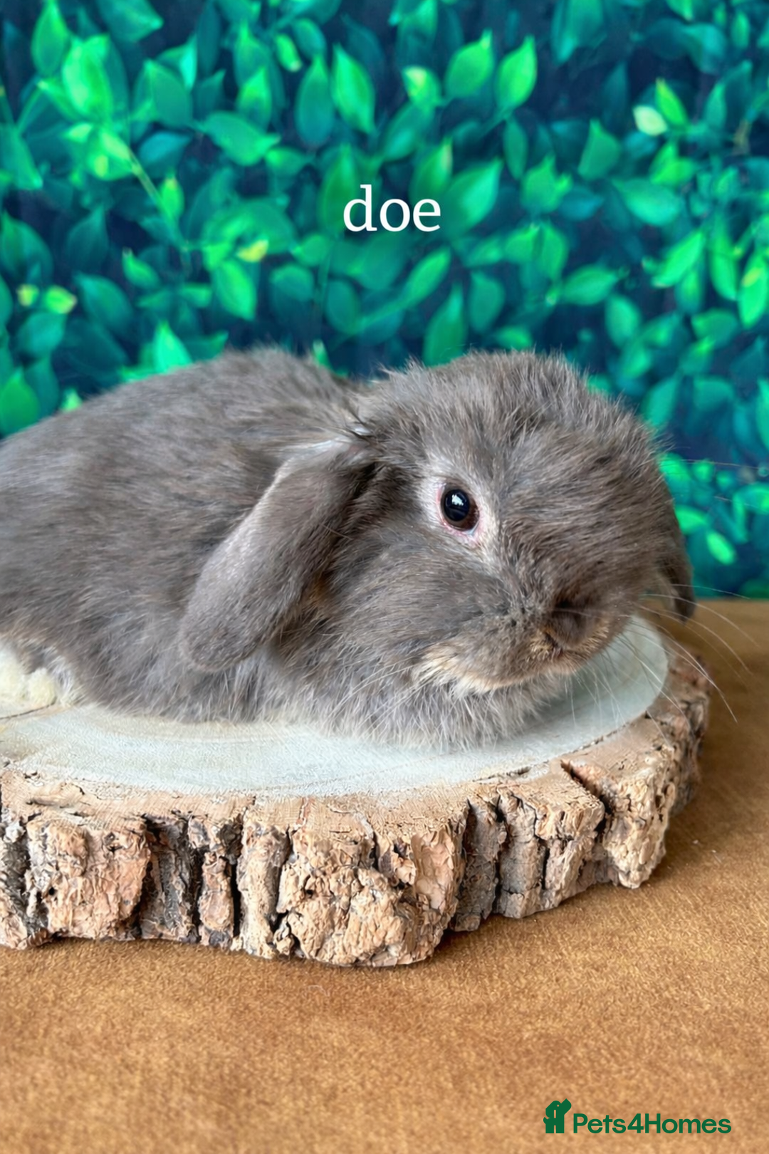 Mini Lop rabbits for sale: Gorgeous mini lops - Advert 1