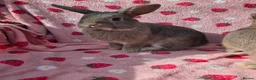 Mixed Breed reptiles for sale: very tame Blue fawn plush mini lop bunnies 4 left - Advert 16