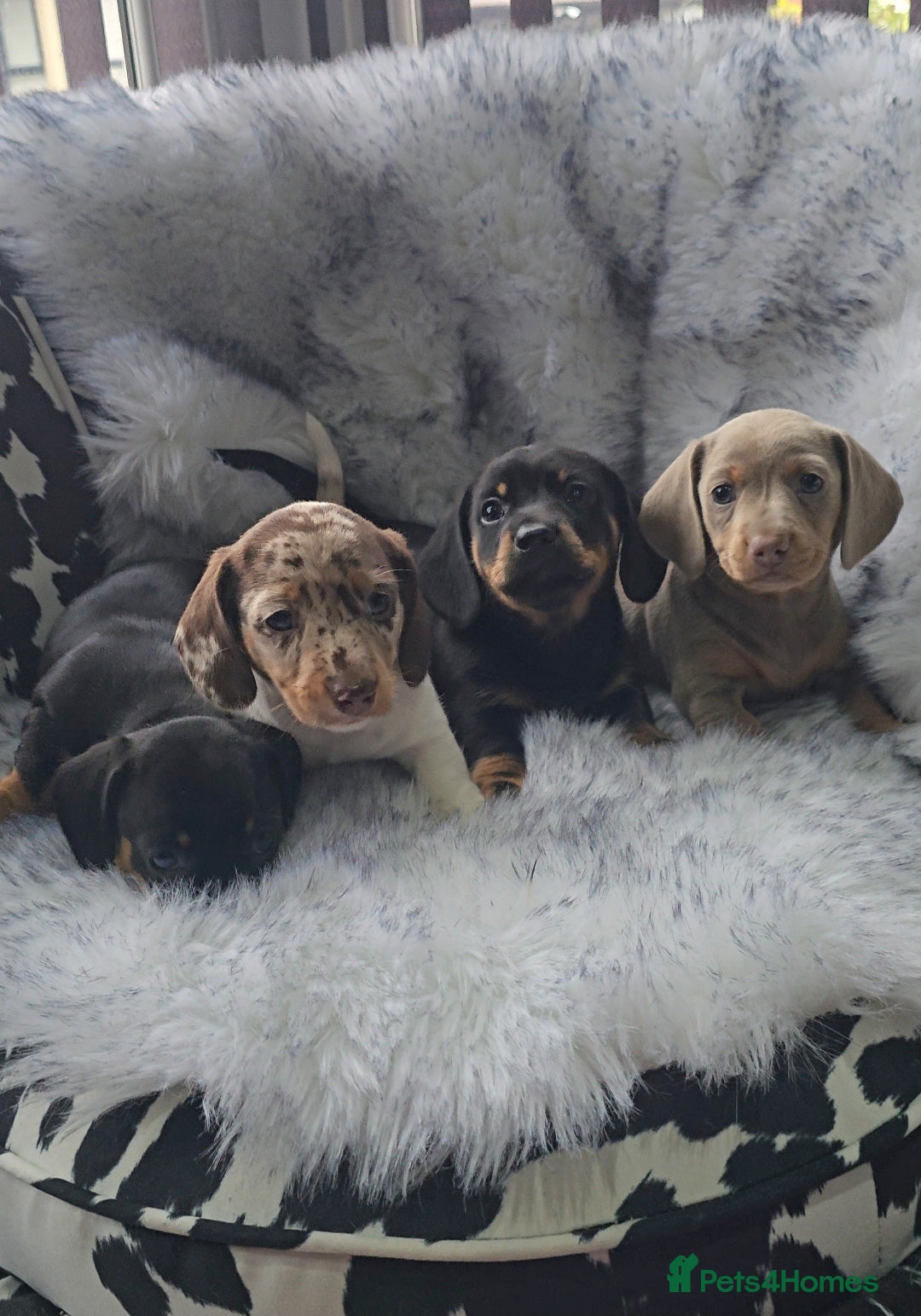 Miniature Dachshund dogs for sale: Miniature Smooth Dachshund Puppies  - Image 15