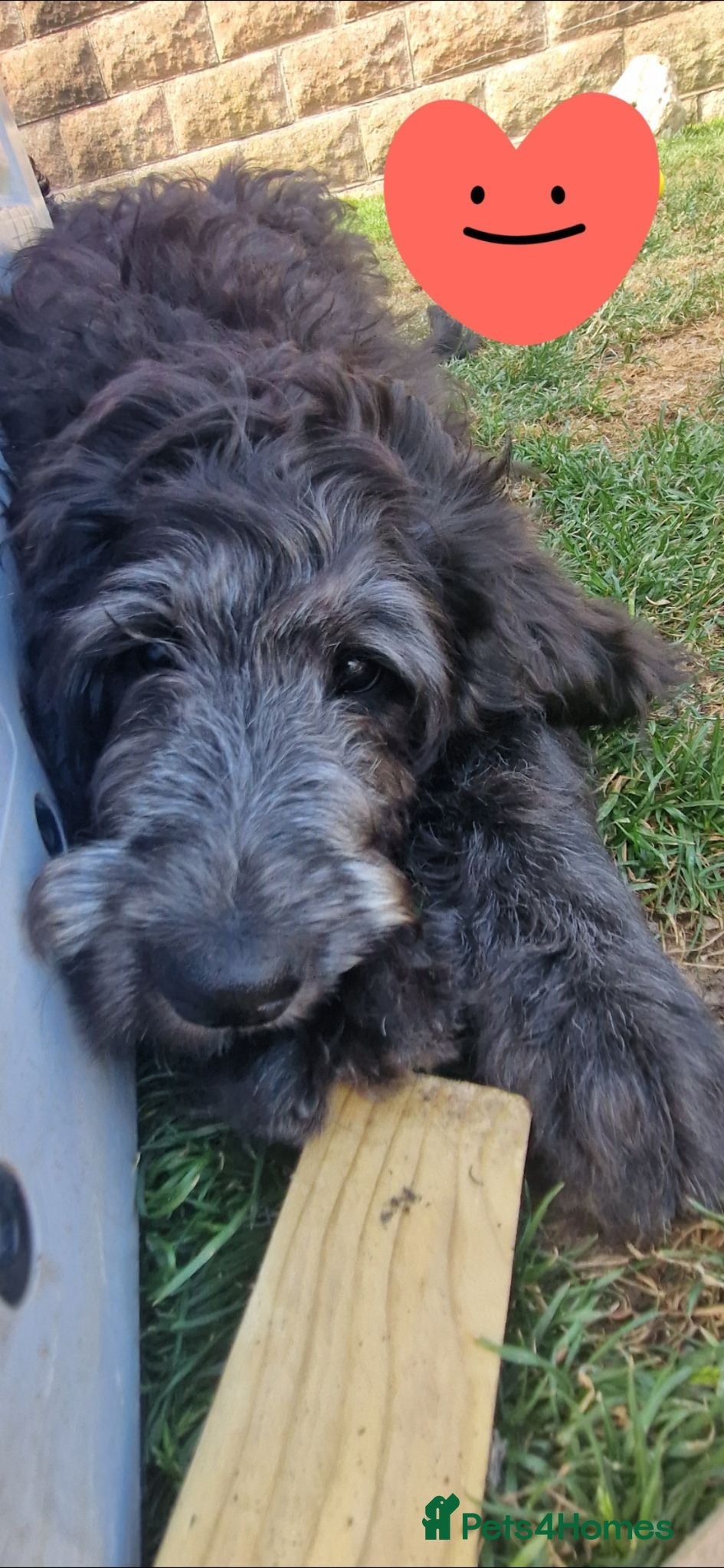 Goldendoodle dogs F1B Rare black standard Goldendoodle North Wales  - Advert 2