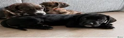 Mixed Breed dogs for sale: Ready to leave springer cross cane corso puppies - Advert 4