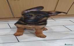 German Shepherd dogs for sale: Beautiful German Shepherd pups Blk / Tan Ready Now - Image 13