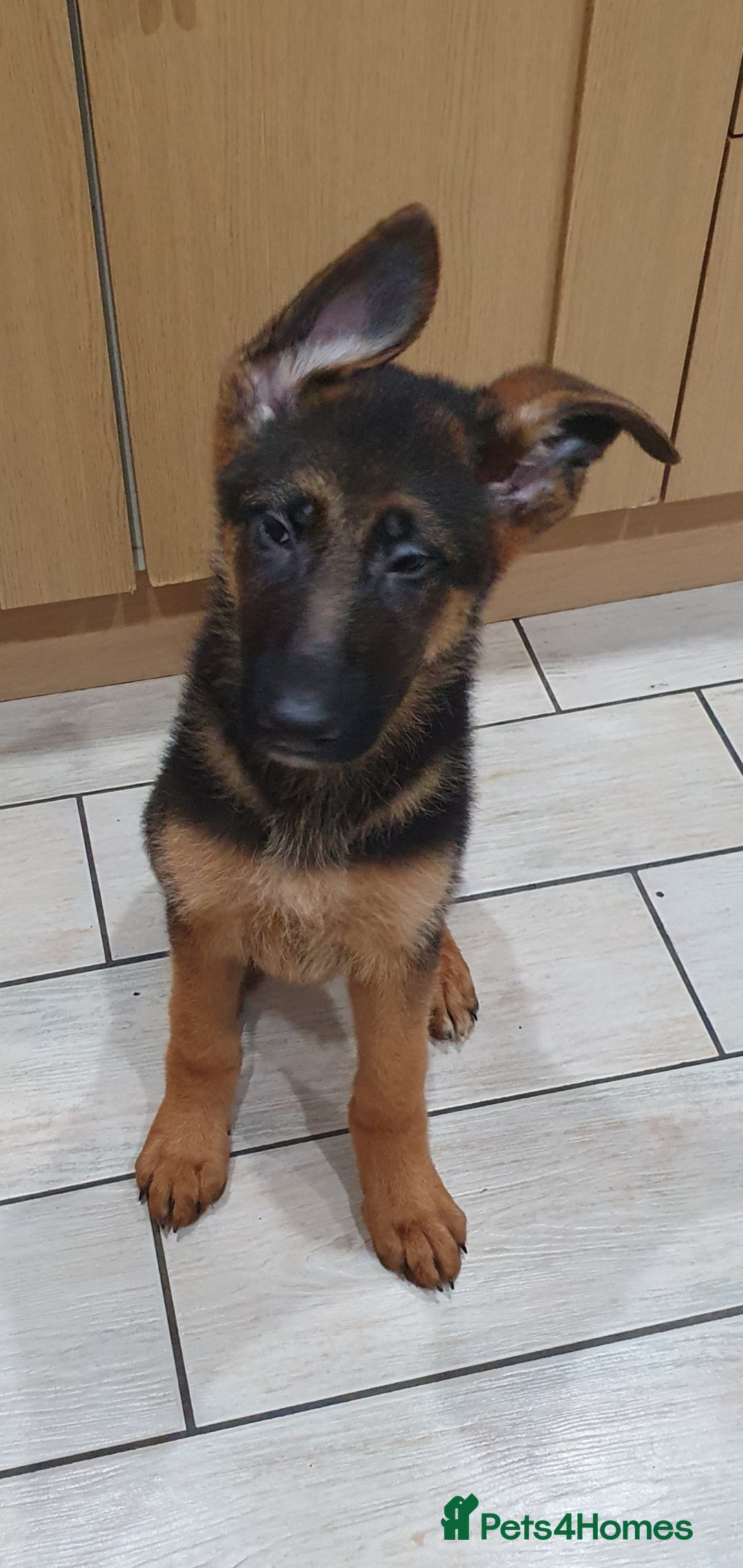 German Shepherd dogs for sale: Beautiful German Shepherd pups Blk / Tan Ready Now - Image 13