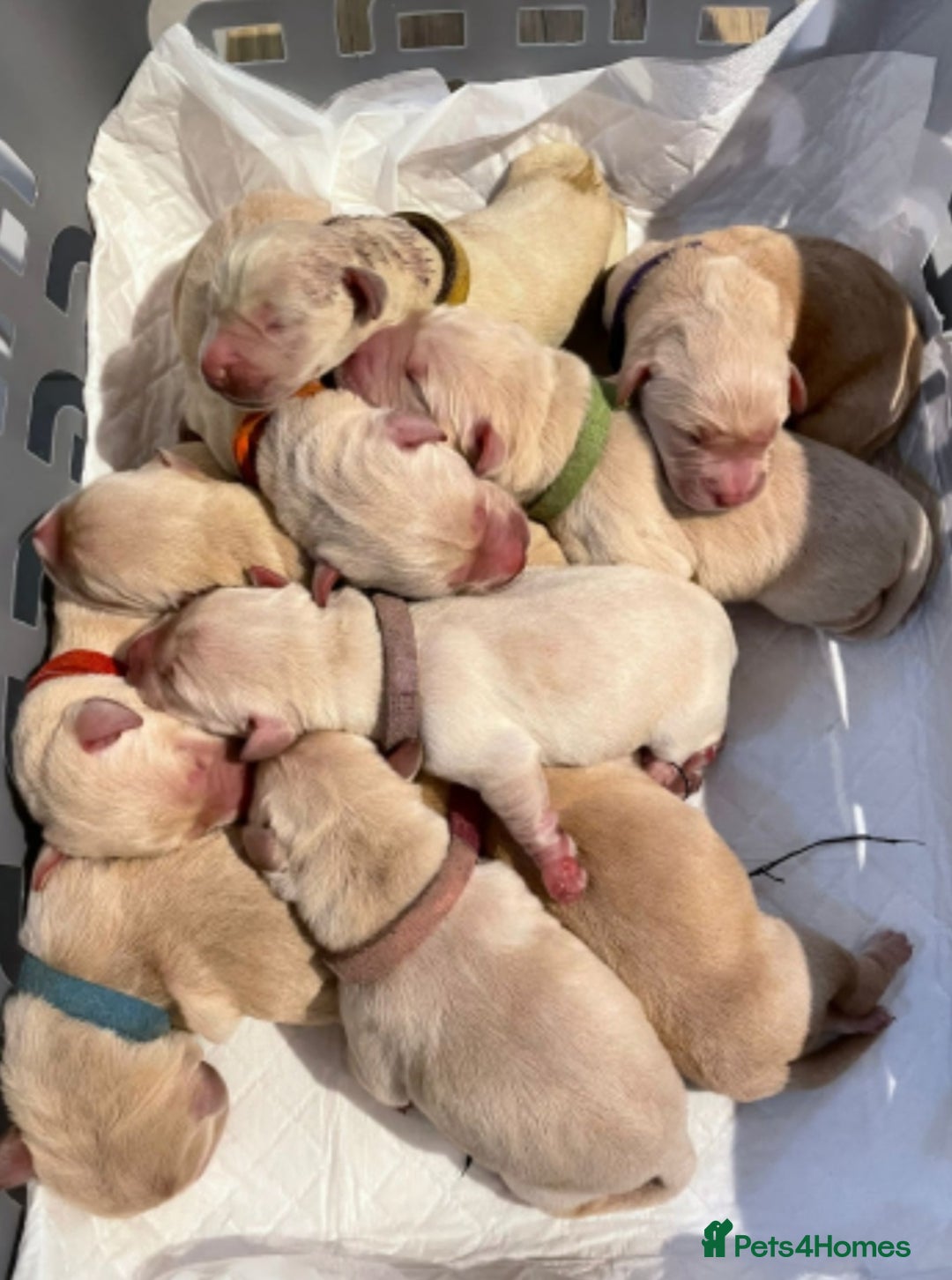 Golden Retriever dogs for sale: Available for STUD - Image 35