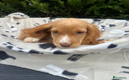Cocker Spaniel dogs for sale: Five beautiful cocker spaniels - Image 22