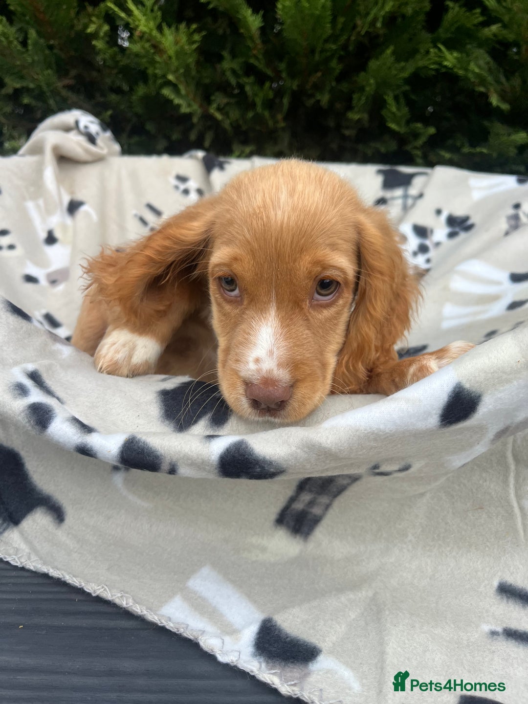 Cocker Spaniel dogs for sale: Five beautiful cocker spaniels - Image 22
