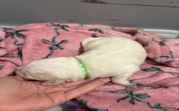 Cockapoo dogs for sale: Cockapoo puppies for sale  - Advert 9