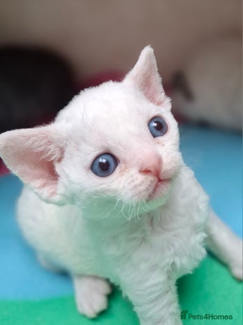 Devon Rex cats - Advert 1