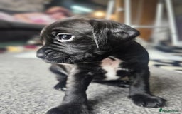 Mixed Breed dogs for sale: 4 male cocker mixes - Image 2