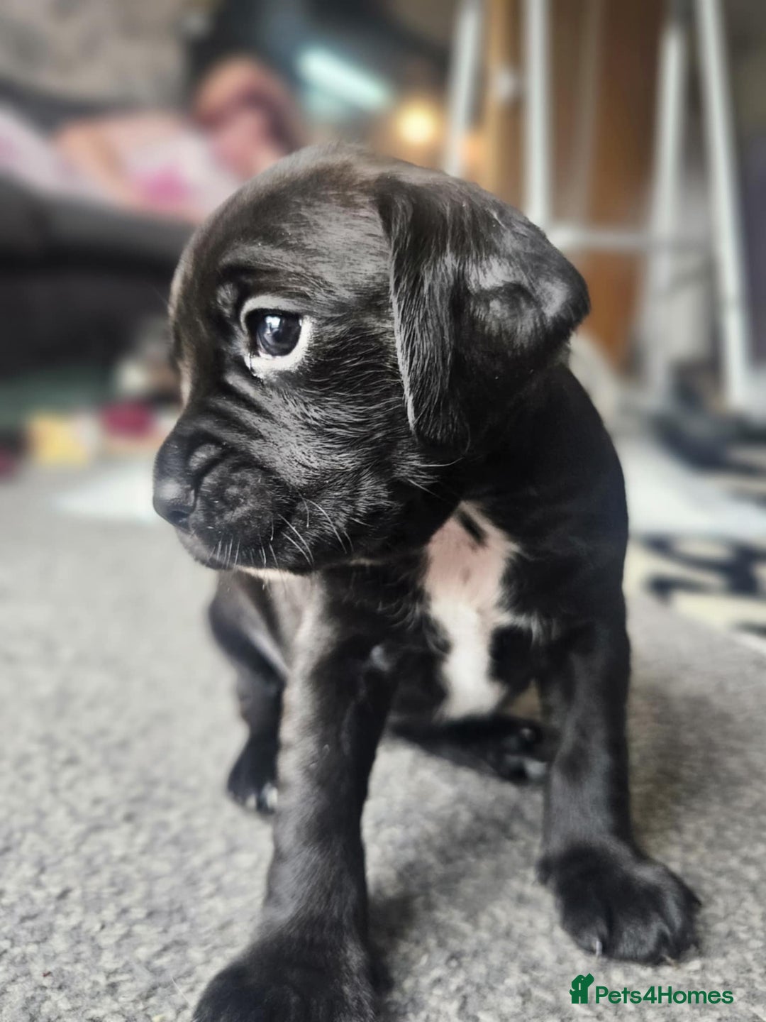 Mixed Breed dogs for sale: 4 male cocker mixes - Image 2