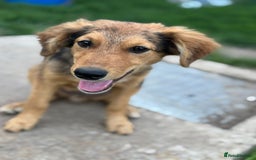 Mixed Breed dogs for adoption: JASPER - a Superb Puppy Boy, for a Loving Home - Image 24