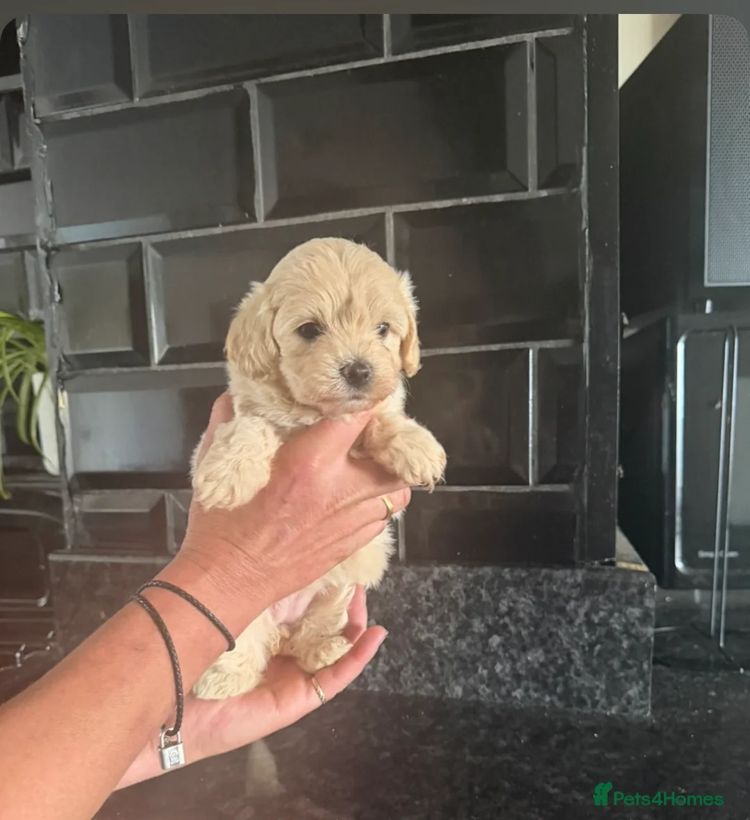 Maltipoo dogs for sale: Absolutely beautiful mini maltipoo  - Advert 1