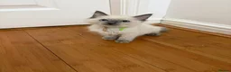 Ragdoll cats for sale: 8 ragdoll in Liverpool - Advert 5