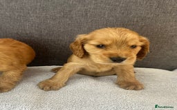 Cocker Spaniel dogs for sale: Beautiful Showtype cocker spaniels - Image 22