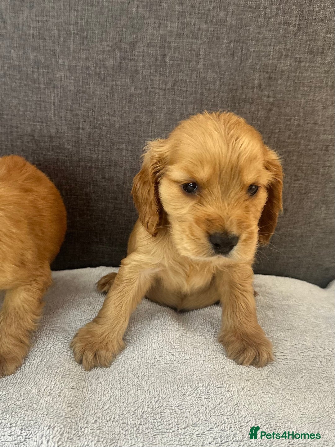 Cocker Spaniel dogs for sale: Beautiful Showtype cocker spaniels - Image 22