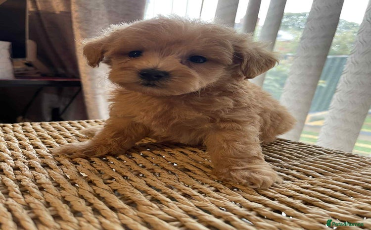 Maltipoo dogs - Advert 2