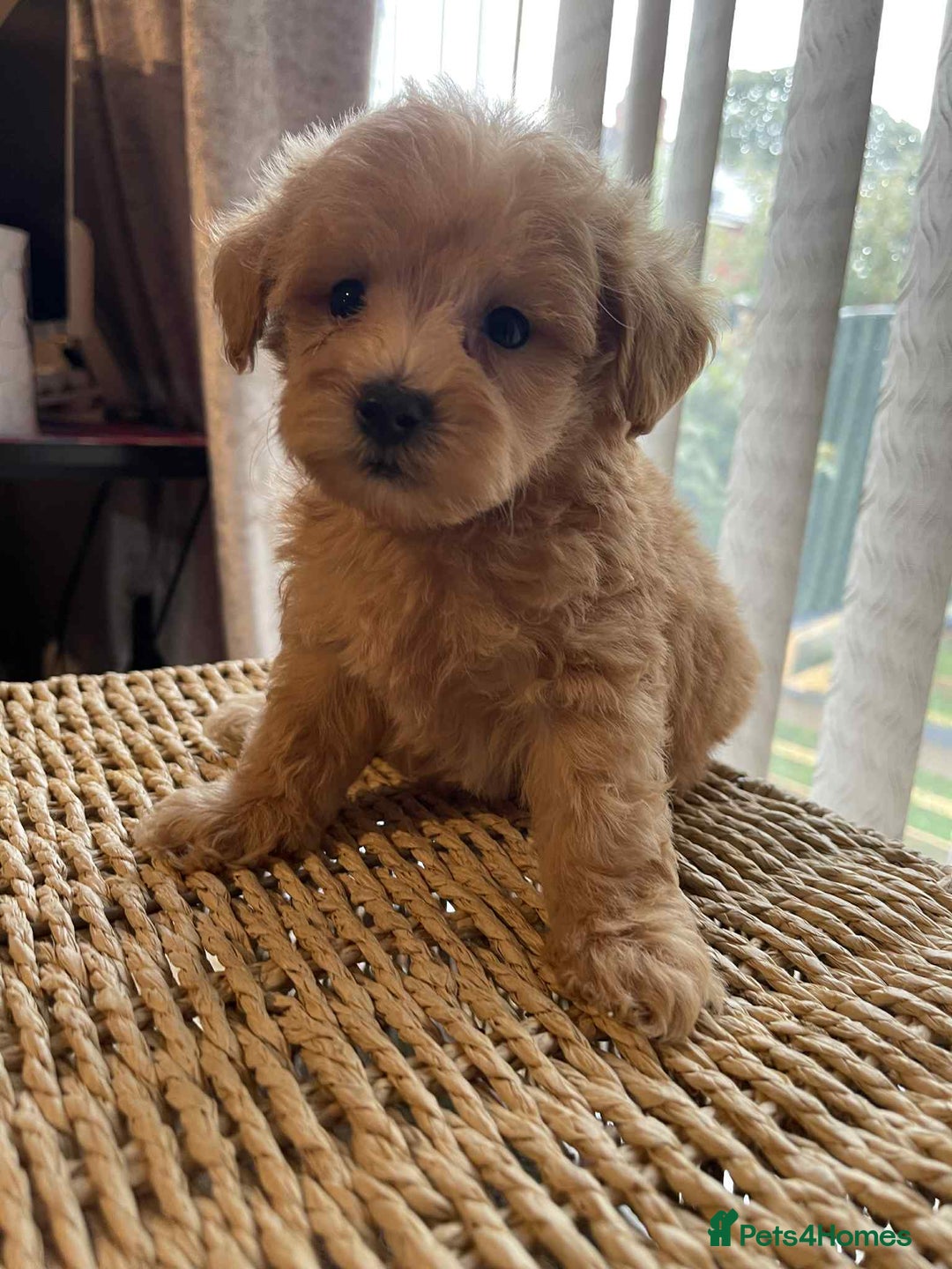 Maltipoo dogs for sale: Maltipoo babies  - Image 1