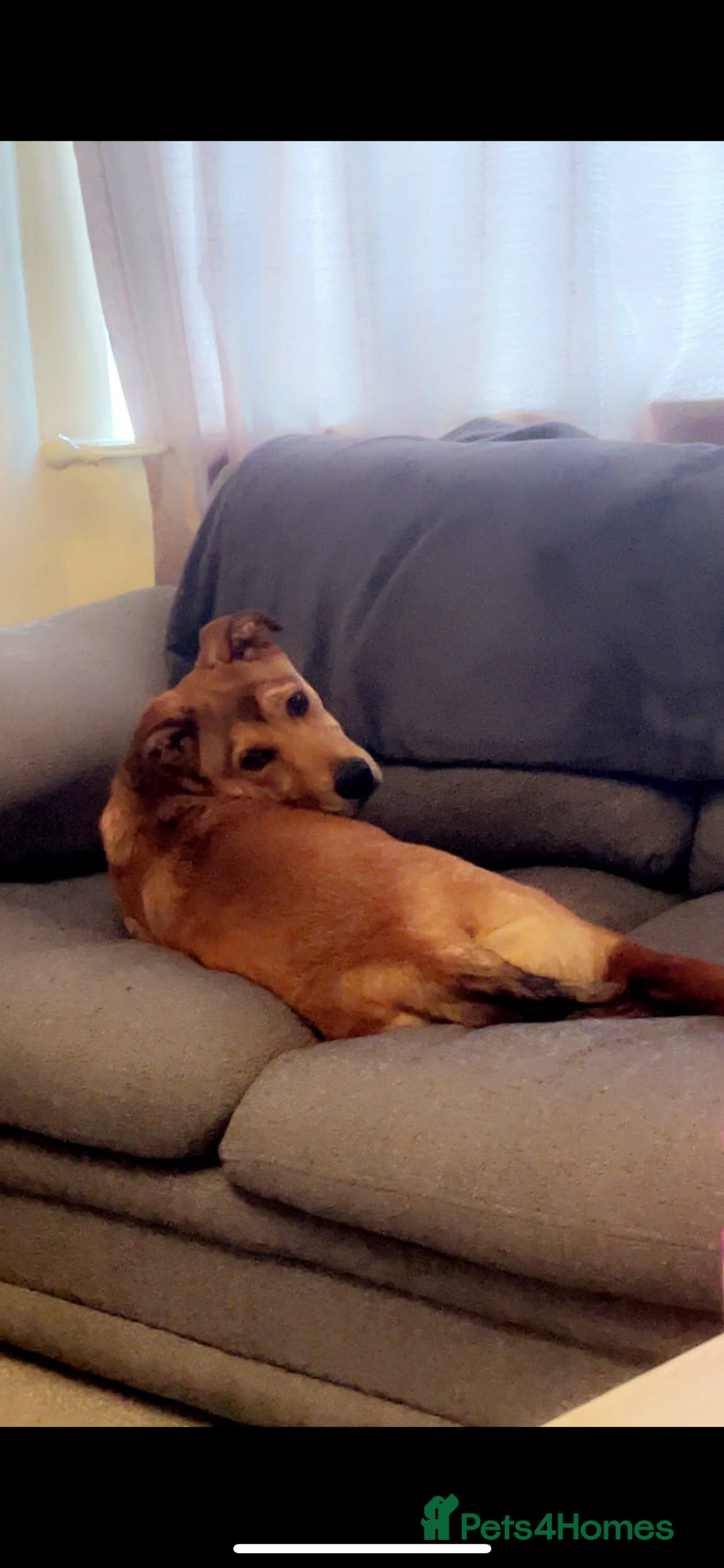 Mixed Breed dogs for sale: Loving and energetic  - Advert 4