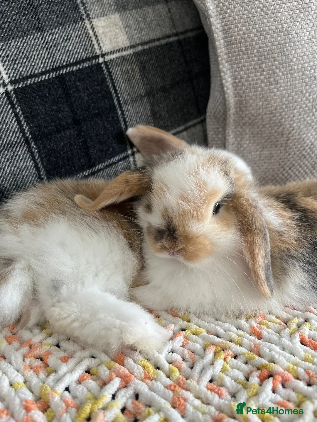 Mini Lop rabbits for sale: Mini lop babies  - Advert 12