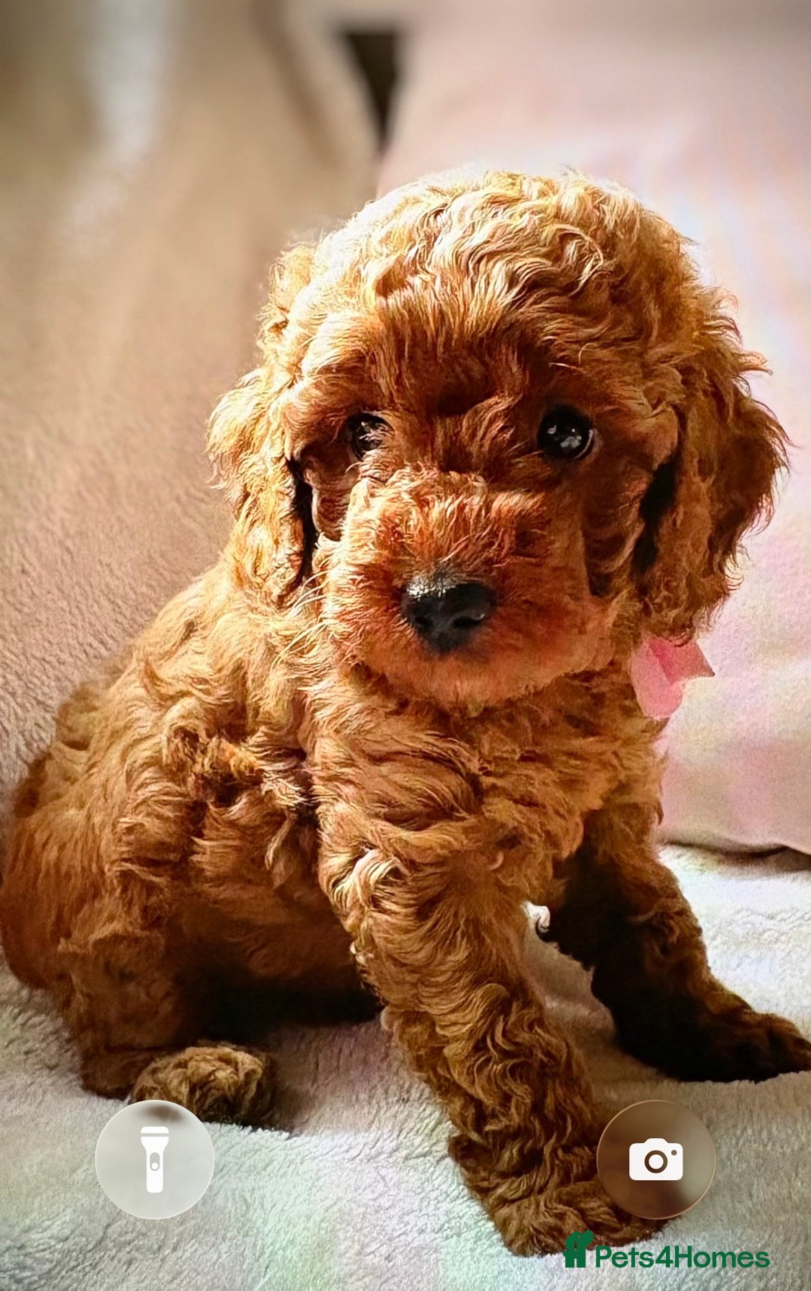 Miniature Poodle dogs Gorgeous miniature poodles ready now x  - Advert 2