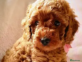Miniature Poodle dogs Gorgeous miniature poodles ready now x - Advert 2