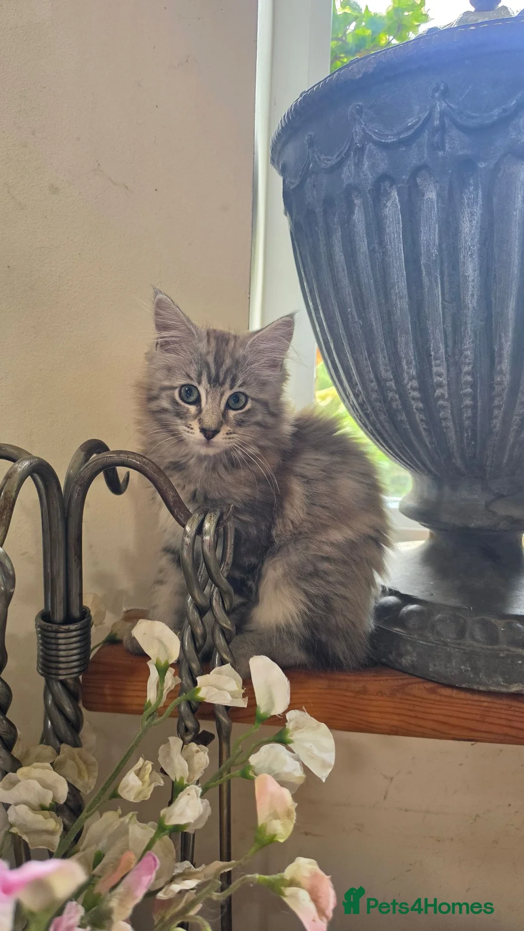 Mixed Breed cats for sale: Maine coon cross Norwegian Forest kittens - Advert 1