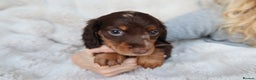 Miniature Dachshund dogs for sale: 4 male long hair miniature daschunds for sale - Advert 6