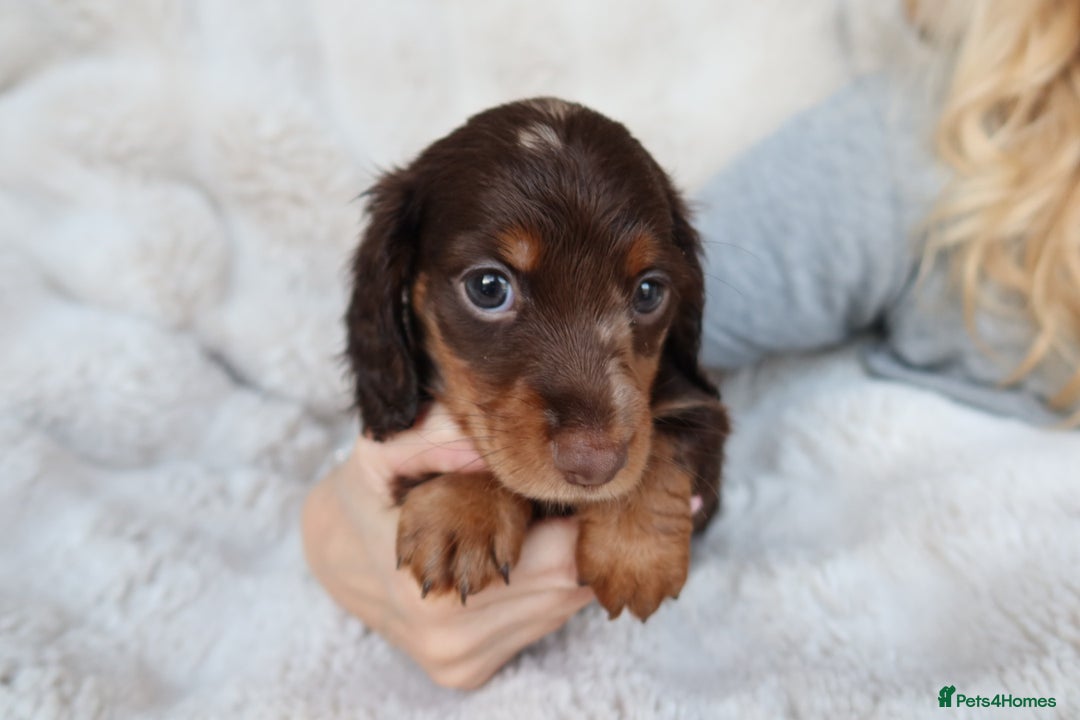 Miniature Dachshund dogs for sale: 4 male long hair miniature daschunds for sale - Advert 6