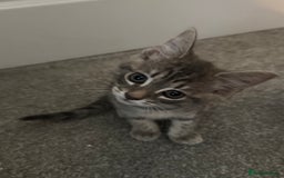 Maine Coon cats for sale: Grey Ragdoll / Mainecoon kitten - Image 7