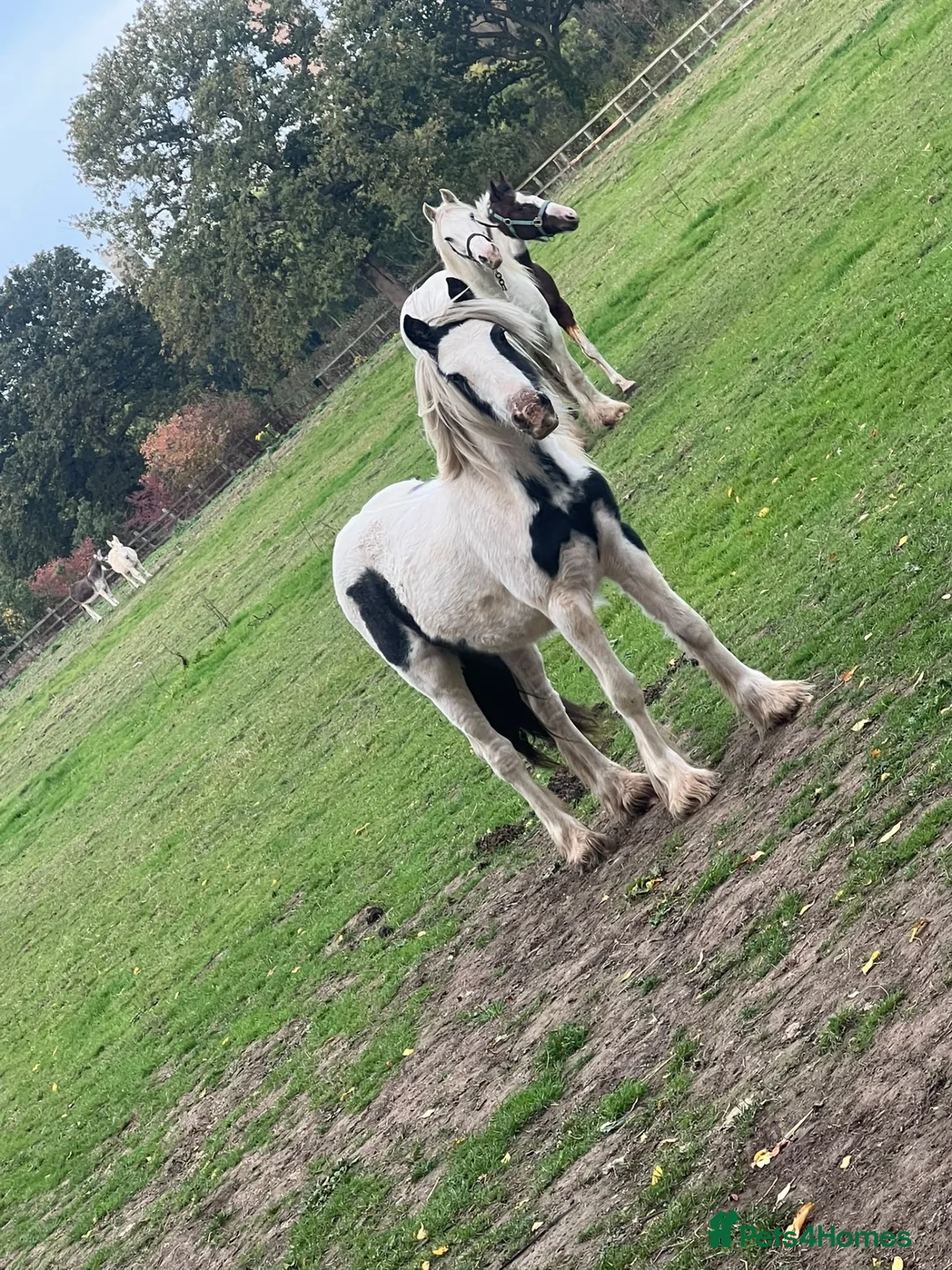 Irish Cob horses for sale: 12 month old colt to make around 14hh - Advert 2