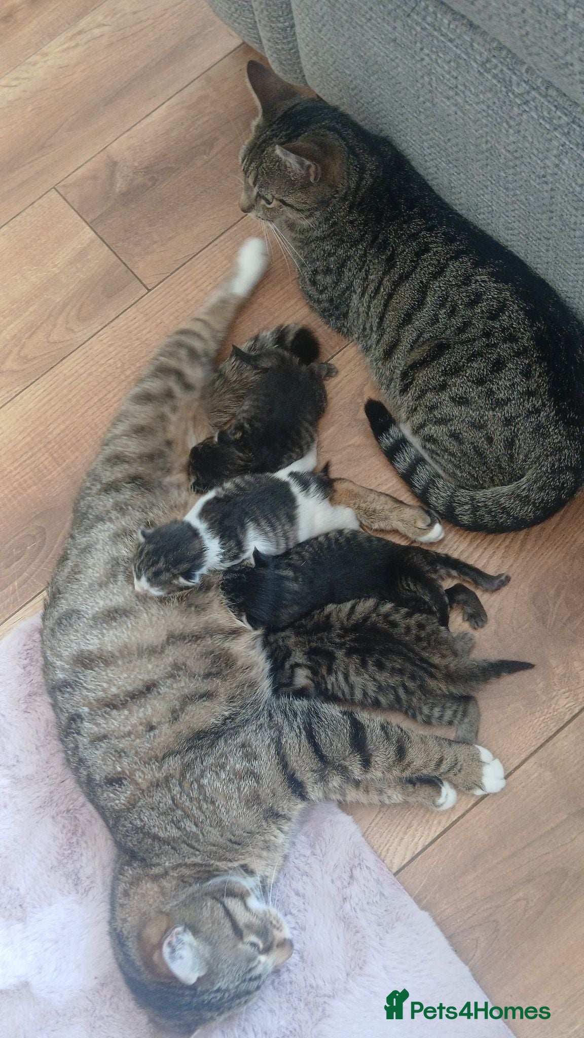 Mixed Breed cats Kittens - Advert 1