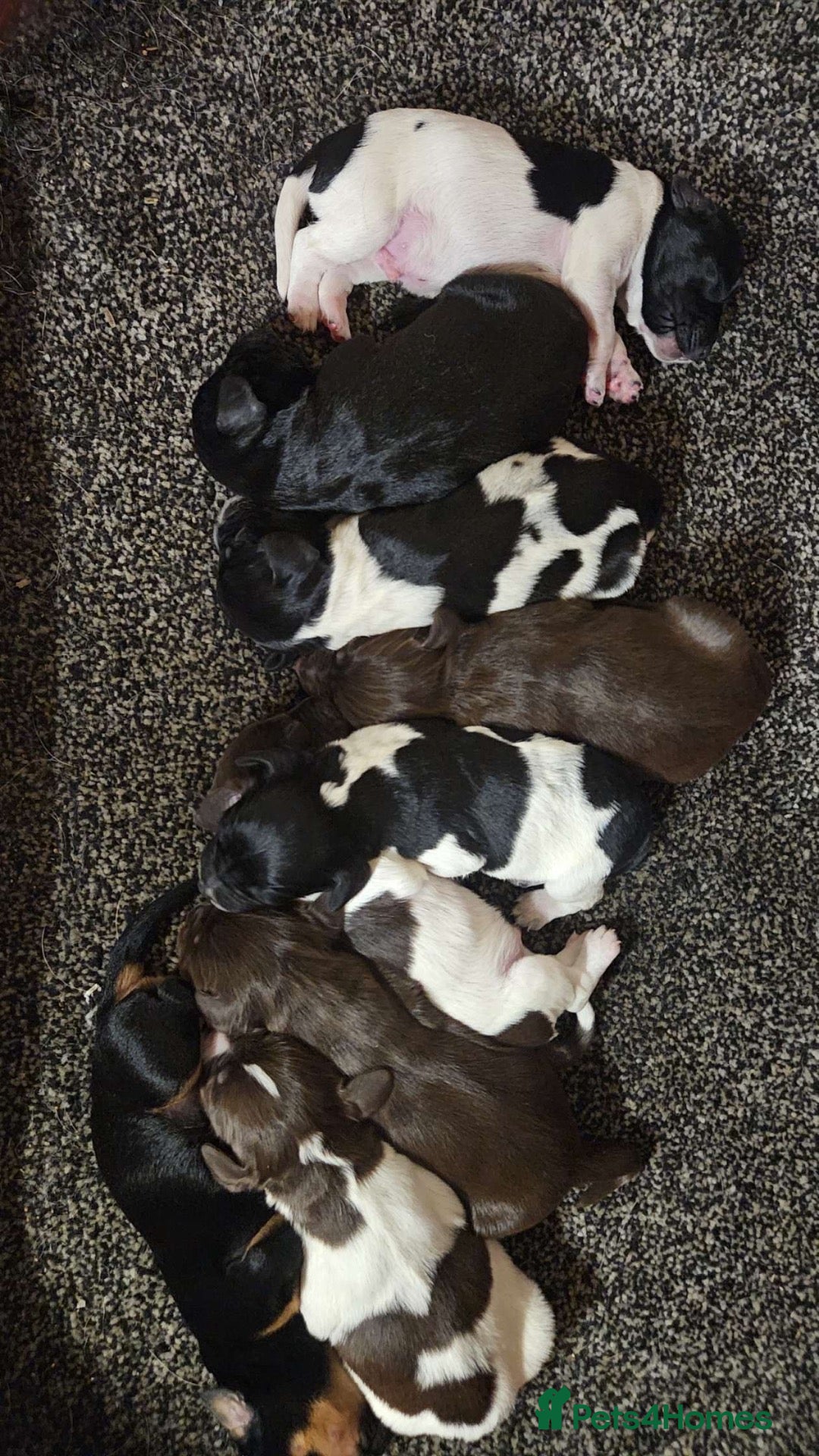 Sprocker dogs for sale: 🐶💕Beautiful Sprocker puppies for sale! 💕🐶 - Advert 11