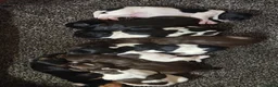 Sprocker dogs for sale: 🐶💕Beautiful Sprocker puppies for sale! 💕🐶 - Advert 1