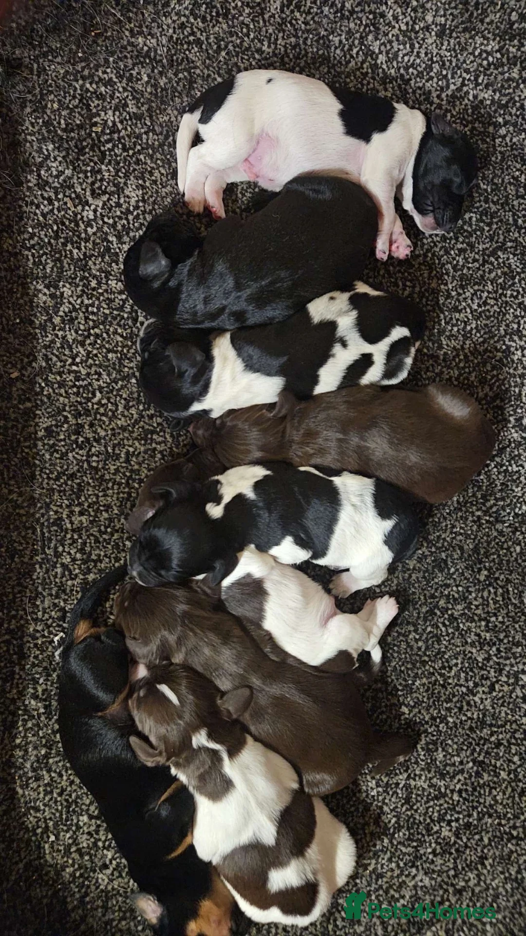 Sprocker dogs for sale: 🐶💕Beautiful Sprocker puppies for sale! 💕🐶 - Advert 1