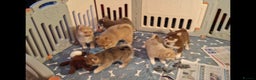 Pomsky dogs for sale: Blue Eyed F4 Toy Pomskies - Advert 36
